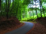 Road Through The Forest