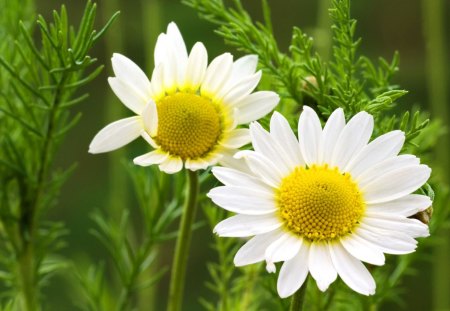 Fresh daisies - nice, fresh, dalicate, camomile, lovely, nature, white, pretty, close-up, beautiful, green, flowers, daisies, grass, harmony