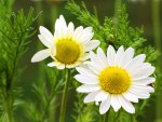 Fresh daisies