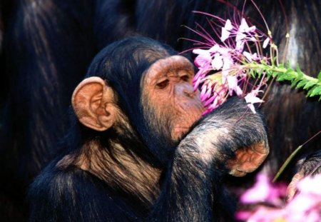 WAKE UP AND SMELL THE FLOWERS - flowers, nature, africa, primates, chimps, animals, wildlife