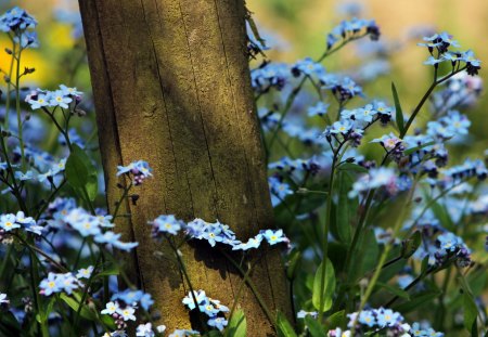 Forest flowers