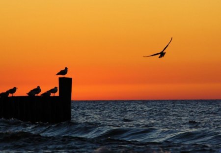 Sunset Gulls - entertainment, birds, ocean, desktop