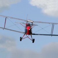 Tiger Moth