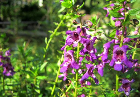 Pretty flowers - pretty, flowers, casual restaurant, purple