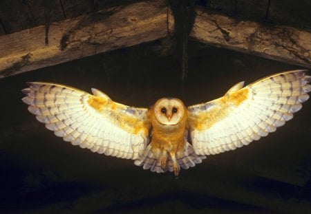 THE SILENT FLIGHT - flying, night, barn owl, flight