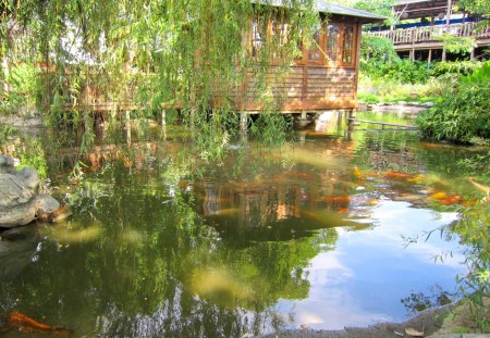 Pond - casual restaurant, pavilion, goldfish, pond