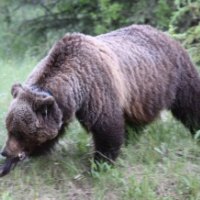 Bear at Banff Alberta