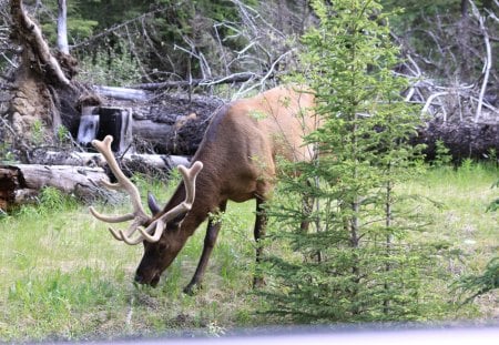 Elk at Banff Alberta