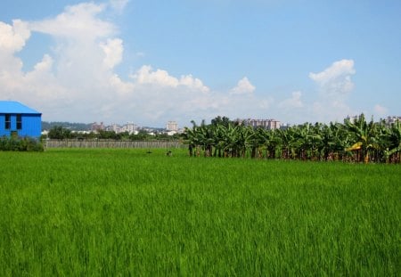 Rural scenery - fields, blue sky, scenery, rural