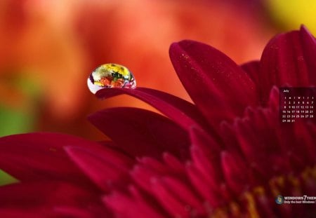 Bela flor - vermelha, natureza, flor, bonita