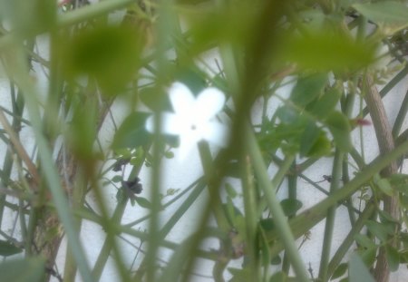 white beauty - white, flower, nature, beautiful