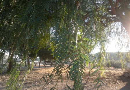 a ray of hope!!! - nature, hope, tree, green