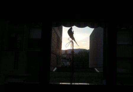 silhouette - silhouette, sky, bird, beauty