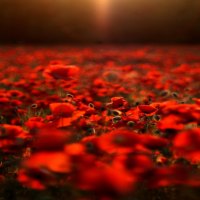 POPPY FIELD