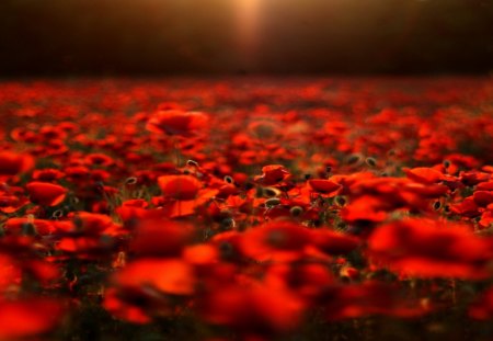 POPPY FIELD - field, poppies, spring, light