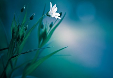 Delicate - white, nature, flowers, delicate