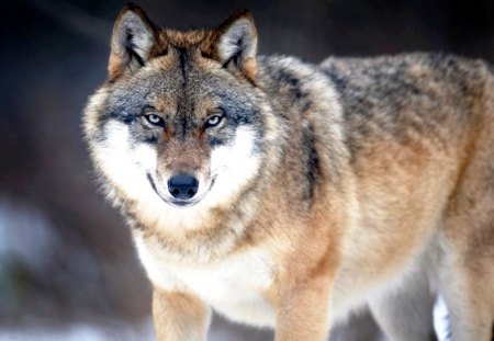 Wild Wolf - wilderness, hunter, winter, predator