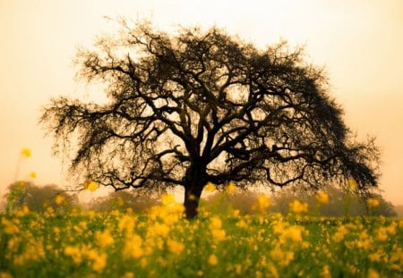 Tree in a Spring Field - sky, flowers, field, spring, tree