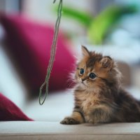 Again the cute kitten