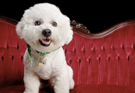 Bichon - loyal, bichon, puppy, dog, animal, cute