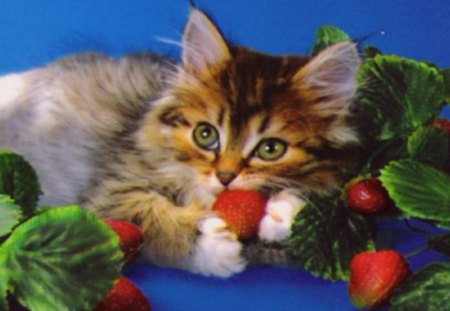 kitten i strawberries - strawberries, photoshop, blue, cats, sweet, kitten