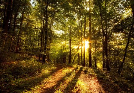 Sunrise Through the Trees - trees, day, dirt, path, nature, forest, green, leaves, ray, sunrise