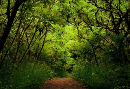 Forest Path - trees, day, light, path, limbs, nature, forest, leaves, trunks