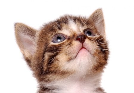 Cute kitten - animal, feline, cat, kitten