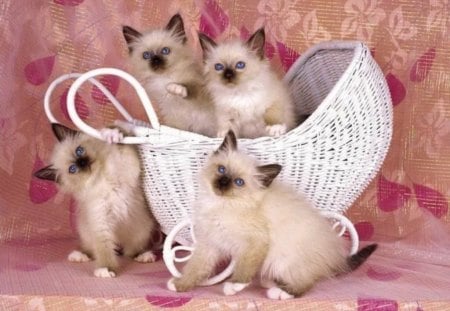 White kittens - animal, feline, cat, kitten