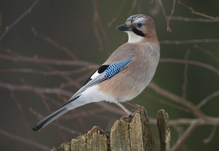 Close-up - fence, trees, eyes, day, limbs, nature, stripe, beak, blue, animal, gray, birds