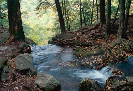 Forest Creek - water, creek, forest, light, leaves, nature, day, limbs, rocks