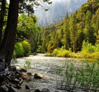 Flowing Through the Trees