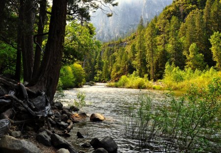 Flowing Through the Trees - clouds, trees, water, forest, stones, river, nature, day, sky, rocks