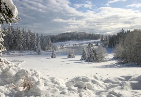 Field of Snow - sky, trees, day, winter, nature, white, forest, cold, covered, snow, smooth, clouds