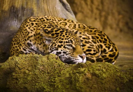 Beautiful Jaguar - jaguar, content, resting, cat