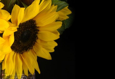 Sunflower in a Vase - seeds, nature, yellow, stem, layers, flower, petals, leaves