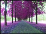 Bright Pink Covered Path