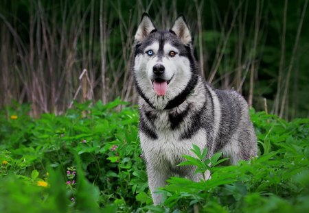 Dog - dog, grass, animal, nature