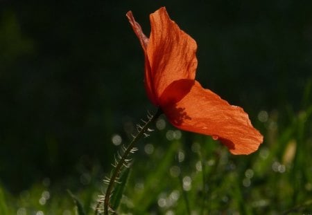 LONELY POPPY - flowers, poppies, nature, dew, fields, plants, grass, droplets