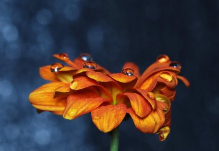 Flower Drops. - picture, nice, of, a