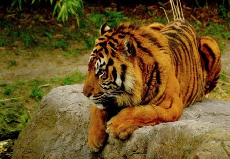 RELAXING BENGAL TIGER - bengal, tiger, wild, cat