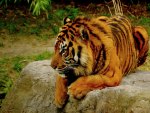 RELAXING BENGAL TIGER