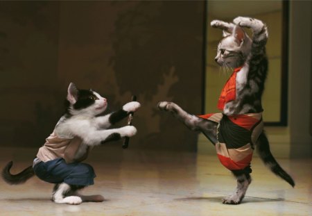 Martial arts - cats, funny, costume, fun, clothes