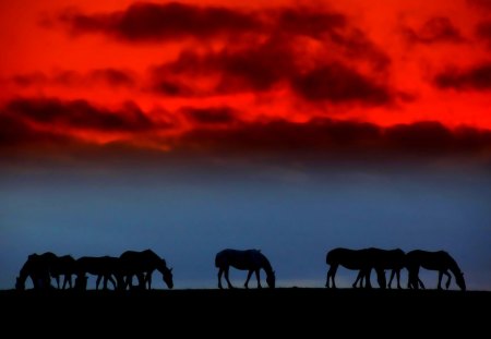 SUNSET GRASSING - silhouette  sky, black, sunset, nature, horses, red sky, landscape