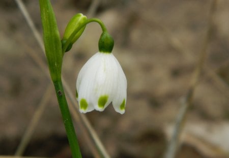 Delicate Beauty - flower, wildflower, nature, beautiful