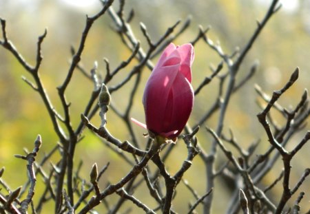 Winter Bloom - nature, single, beautiful, flower, pink