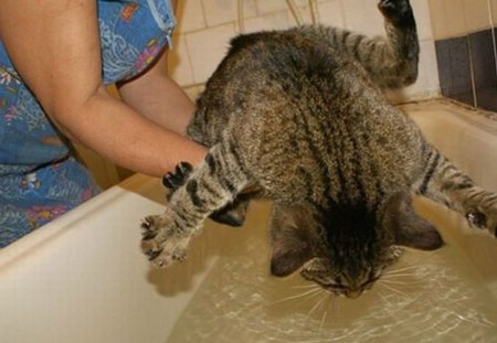 CATS ARE SO DRAMATIC #12 - water, funny, cat, bath