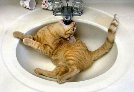 CATS ARE SO DRAMATIC #8 - drinking, cat, tap, cute