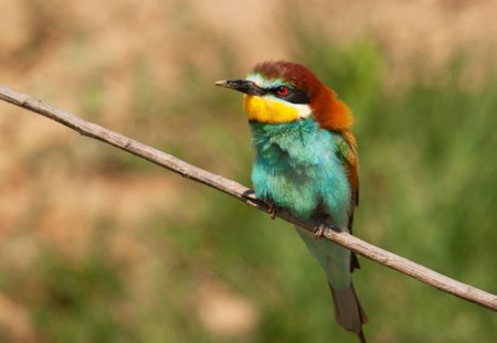 Grumpy - bird, branch, yellow, green, brown, colors, grumpy