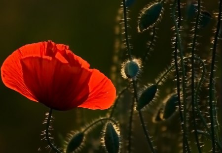 Fire in the dark - poppy, sunset, red, dark